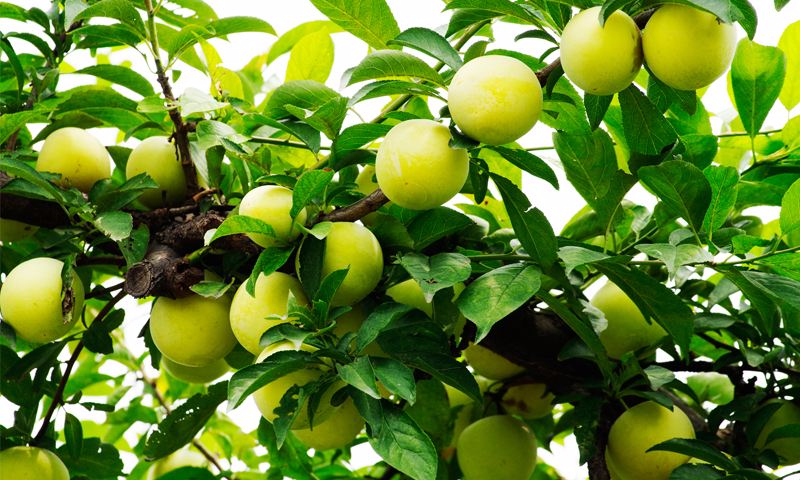 开云体育投注案例展示六