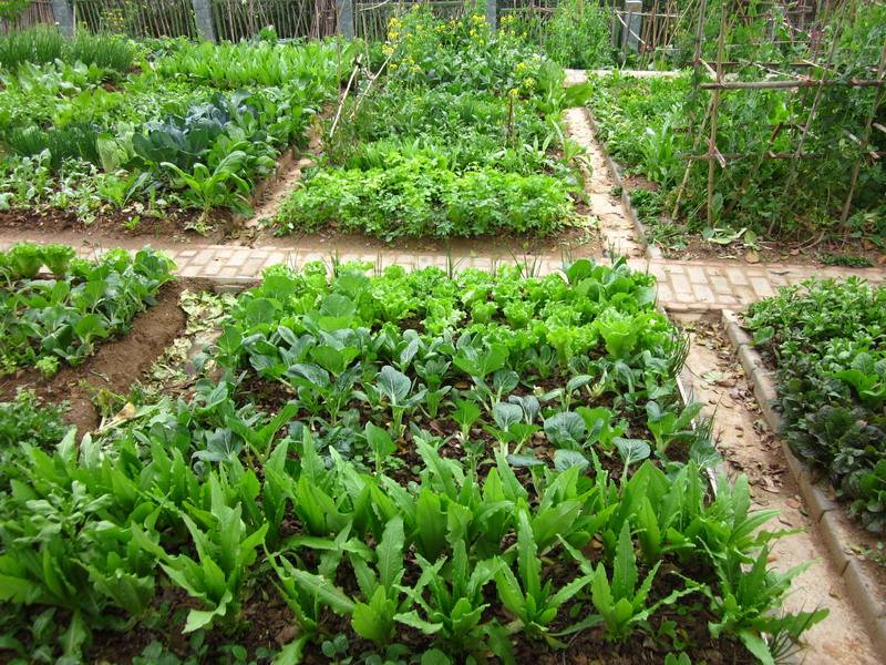 开云体育投注案例展示五